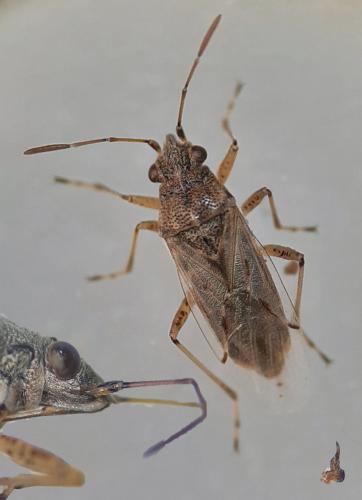 Nysius graminicola